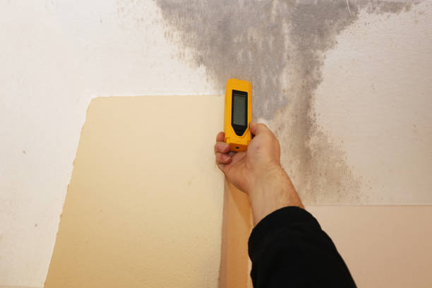 Best Black Mold Removal  in Lone Pine, CA