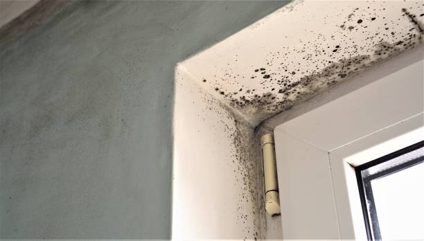 Best Crawl Space Mold Remediation  in Lone Pine, CA