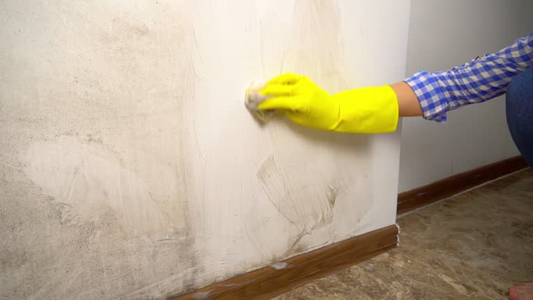 Lone Pine, CA Mold Removal Company
