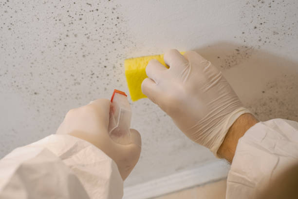 Best Water Damage & Mold Remediation  in Lone Pine, CA