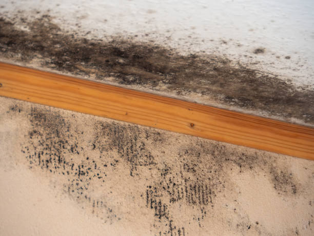 Best Post-Construction Mold Inspection  in Lone Pine, CA