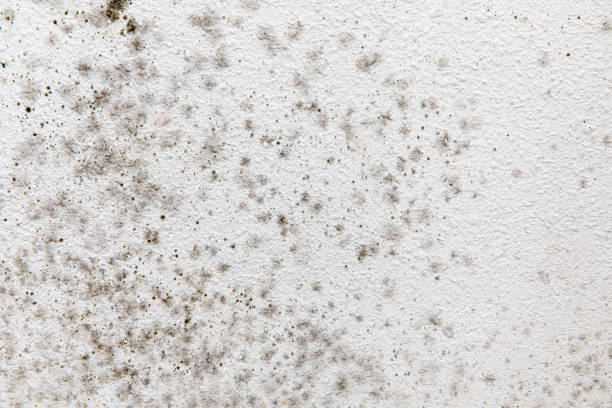 Best Mold Documentation for Insurance Claims  in Lone Pine, CA